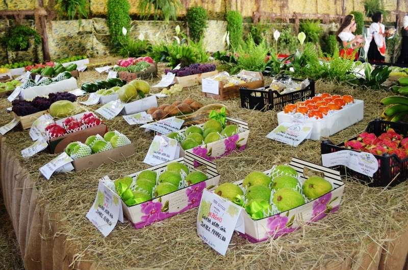Festa da Uva deve comercializar mais de 20 toneladas de frutas